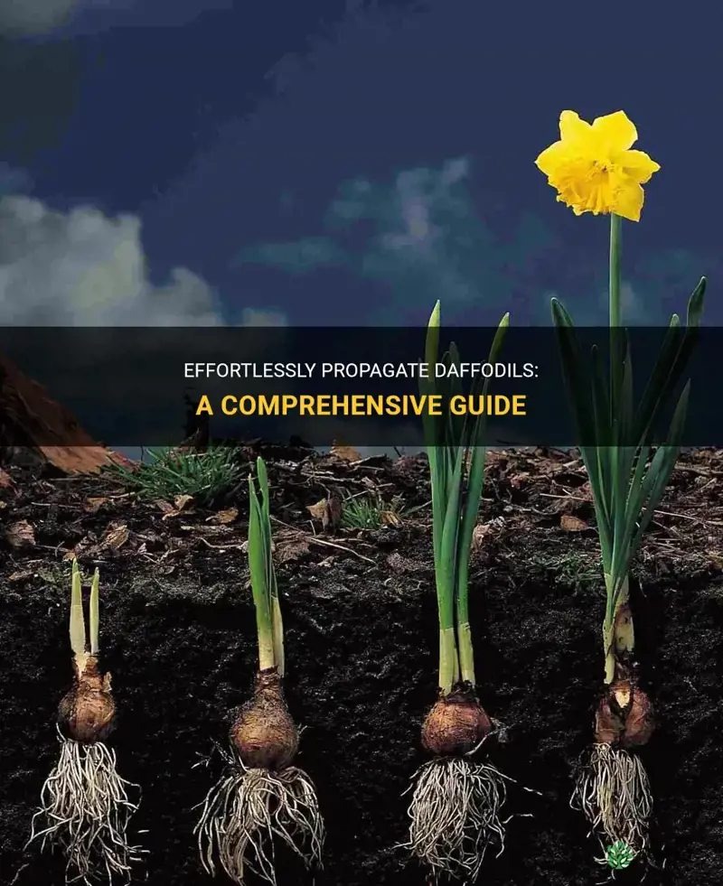 Increase Daffodil Blooms: Essential Guide to Dividing Bulbs