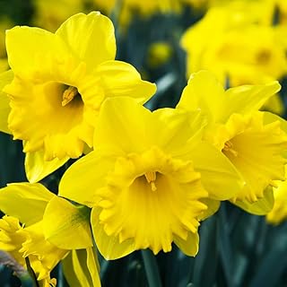 Propagate Daffodils Fast: The Basal Plate Bulb Division Method